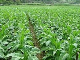 phụ gia (canh tác)